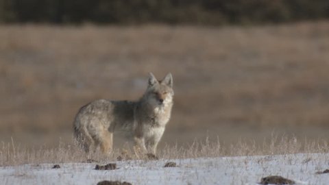 Coyote Adult Lone Calling Howling Barking Singing in Winter Danger Call Alarm in South Dakota