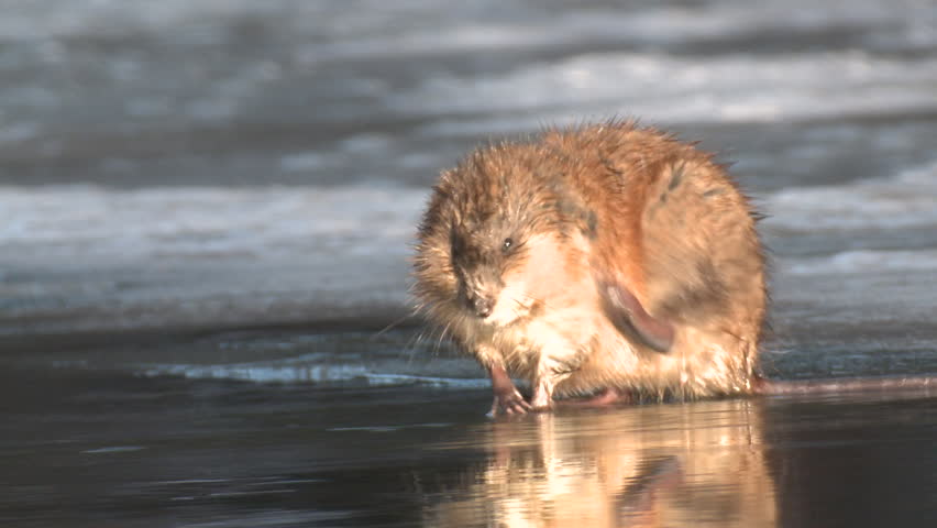 Muskrat on the Ice image - Free stock photo - Public ...