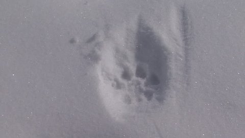 Mountain Lion Lone in Winter Track Tracks Footprint in South Dakota