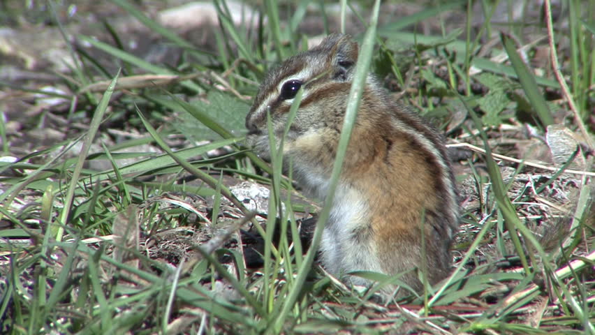 Least Chipmunk Adult Lone Eating in Spring in South Dakota