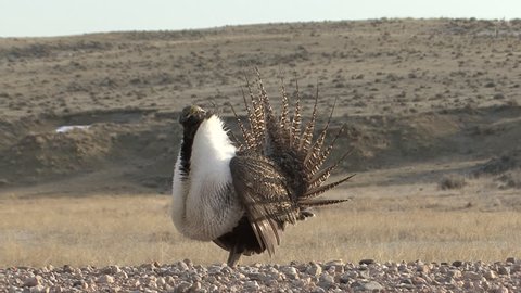 Sage Grouse Male Adult Lone Breeding Dancing in Spring in Wyoming