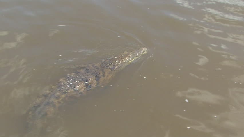American Crocodile Adult Lone Swimming in Summer in Jamaica