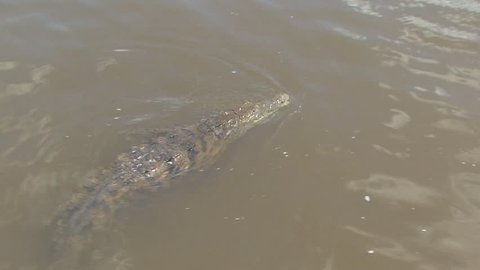 American Crocodile Adult Lone Swimming in Summer in Jamaica