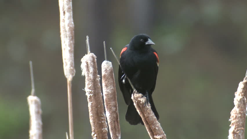 Red-winged Blackbird Male Adult Lone Calling Singing Song in Summer in South Dakota