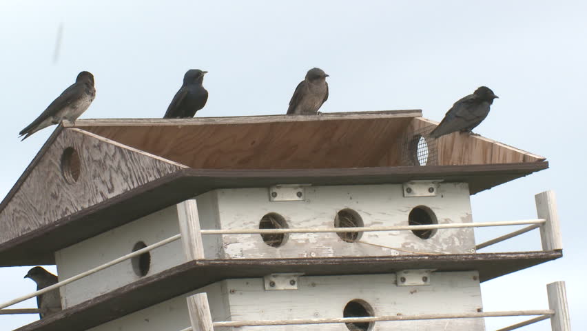 Purple Martin Male Female Several Perched in Summer Birdhouse House in North Dakota