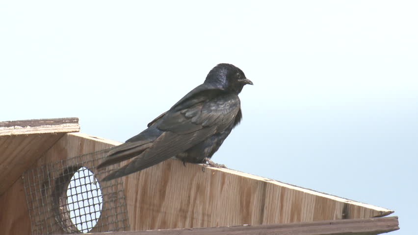 Purple Martin Male Adult Lone Perched in Summer Birdhouse House in North Dakota