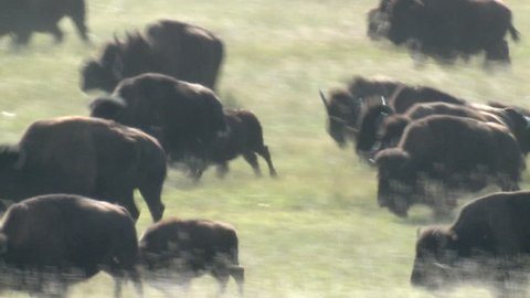 Bison Adult Young Herd Running Stampede in Fall in South Dakota