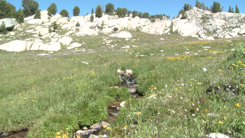 Mountain Cooke City in Summer Wildflowers Stream Trickle Water in Montana