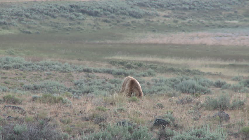 Grizzly Bear Adult Lone Foraging in Summer in Wyoming