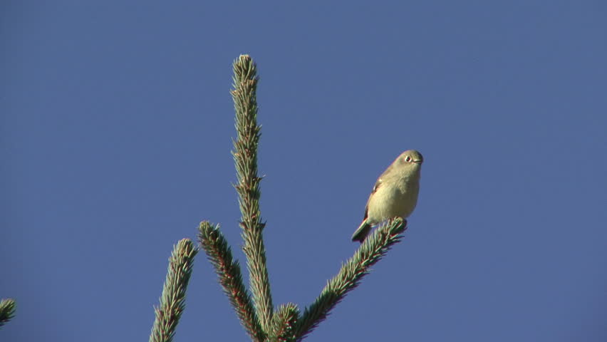 Ruby-crowned Kinglet Male Lone Perched Looking Around in Fall in South Dakota