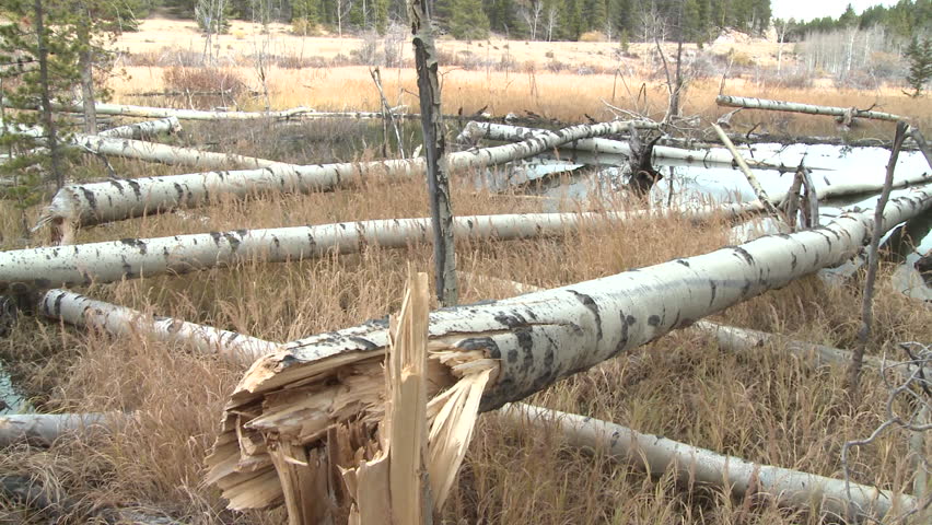 Beaver in Fall Cut Trees Chewing Fallen Down in Wyoming