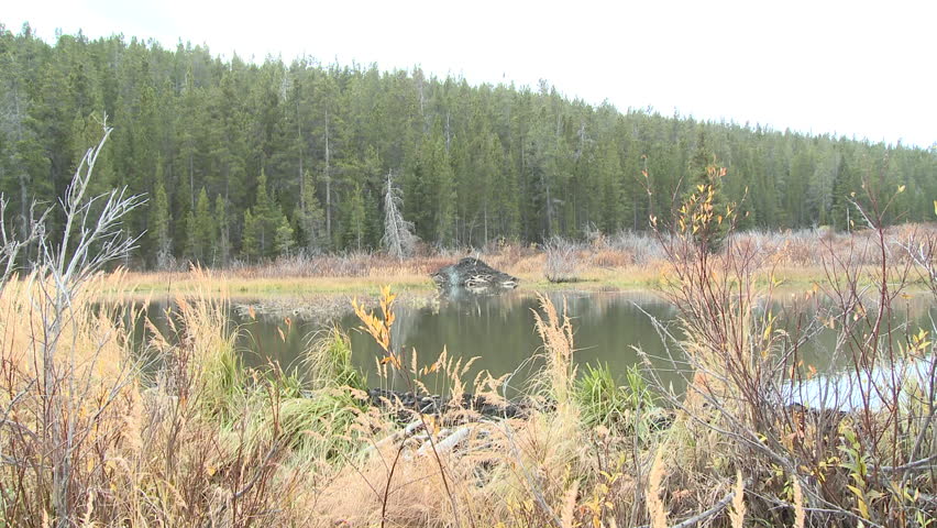 Beaver in Fall Lodge House Home Dome Shelter in Wyoming