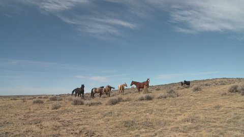 Horse Adult Herd Standing in Fall Wild Feral Horses in Wyoming