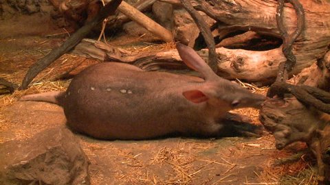 Aardvark Adult Lone Sleeping Resting
