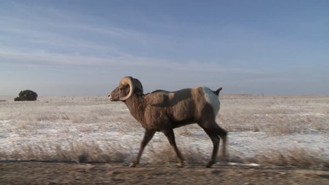 Bighorn Sheep Ram Ewe Male Female Adult Several Walking in Winter in South Dakota