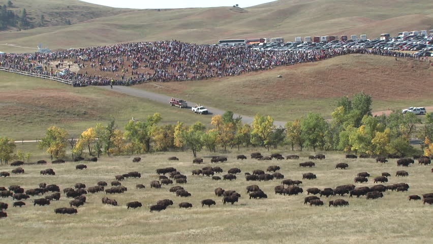 Bison Adult Calf Young Herd Walking in Fall Roundup Crowd People Watching Ecotourism in South Dakota