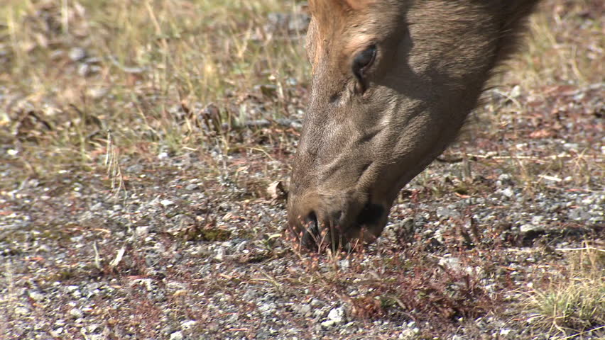 Elk Cow Female Adult Lone Eating Grazing in Fall in Wyoming