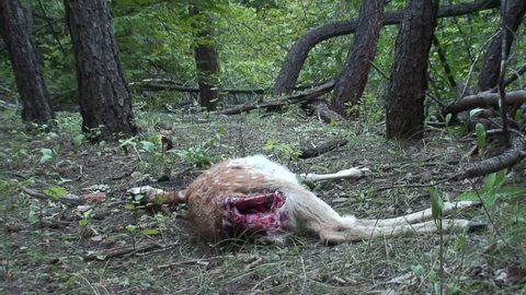 Red Fox Adult Lone Foraging in Fall Carcass Carrion Dead Fawn in South Dakota