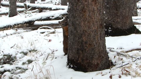 Pine Marten Lone Alarmed Nervous Wary in Winter in Wyoming