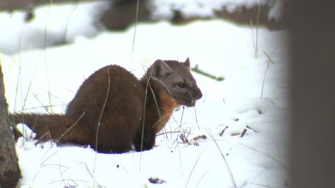Pine Marten Lone Eating Scavenging in Winter Cache in Wyoming