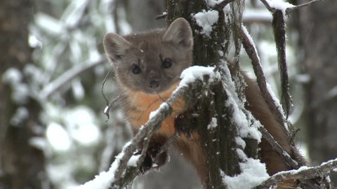 Pine Marten Lone Climbing Jumping Leaping in Winter in Wyoming