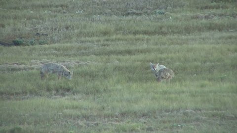Coyote Adult Young Pup Family Playing Play in Fall in South Dakota