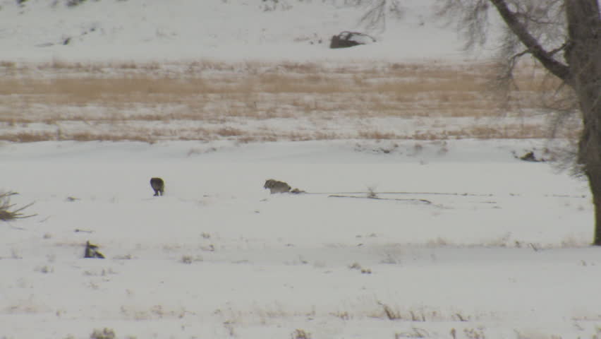 Wolf Pair Wolves Playing Play Running in Winter in Wyoming