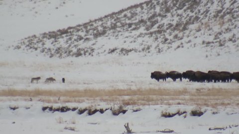 Wolf Pack Several Wolves Hunting Testing Probing in Winter Predator Prey Buffalo Herd in Wyoming