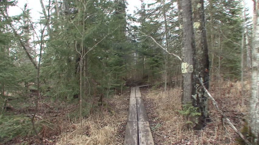 Forest Trees Bayfield in Spring Trail Walking Hiking Nature Path Boardwalk in Wisconsin