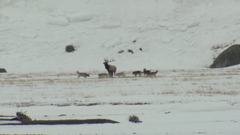 Wolf Pack Several Wolves Attacking Chasing in Winter Predator Prey Trophy Bull Antlers Defense Carnivore Hunt Surrounded in Wyoming
