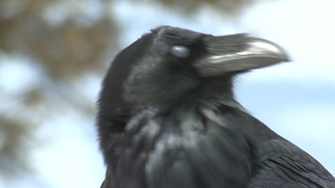 Raven Adult Lone Calling Caw in Winter in Wyoming
