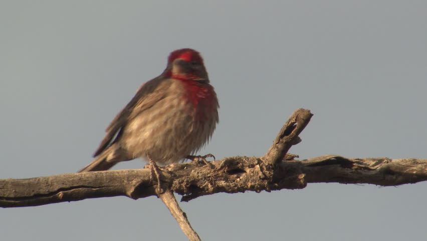 House Finch Male Adult Lone Calling Chirping in Spring Red in Utah