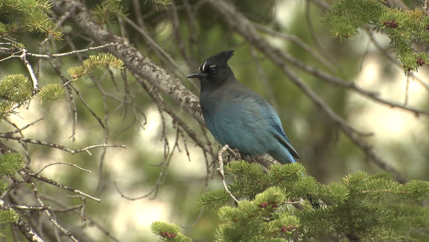 Stellers Jay Adult Lone Perched Flying in Summer in Colorado