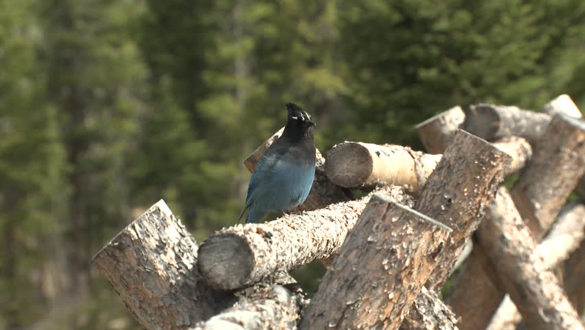 Stellers Jay Adult Lone Perched in Summer Fence Split Rail Fence Wood in Colorado