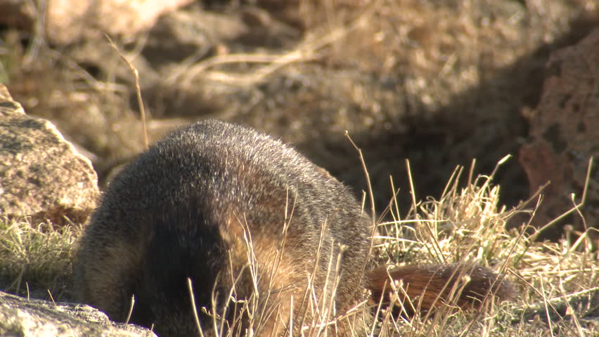 Yellow-bellied Marmot Grazing in Summer in Colorado