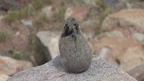 Pika Adult Lone Calling Barking in Spring People Voices in Colorado