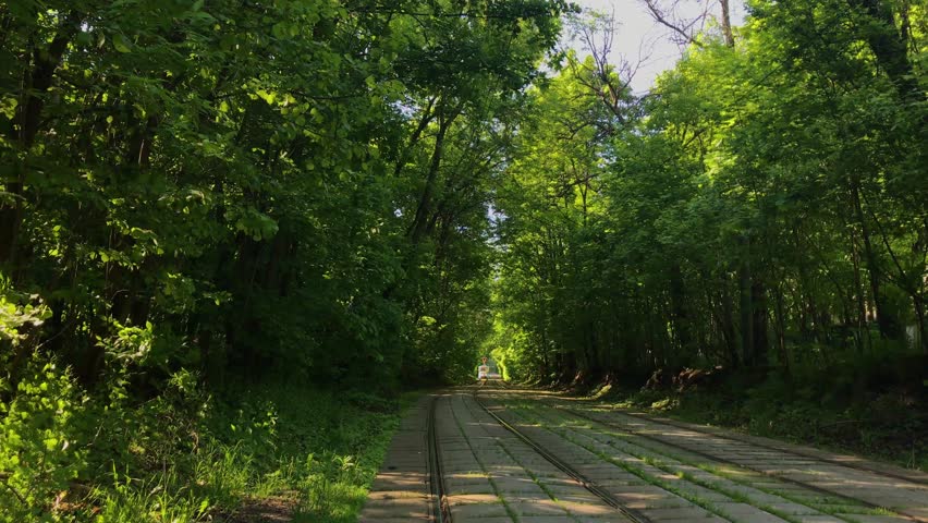 tram rides on rails in the forest