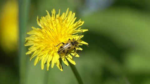 The beetle Flower barbel (Brachyta interrogationis) on a dandelion flower
