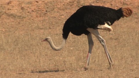 Ostrich Male Adult Lone Walking Dry Season in South Africa