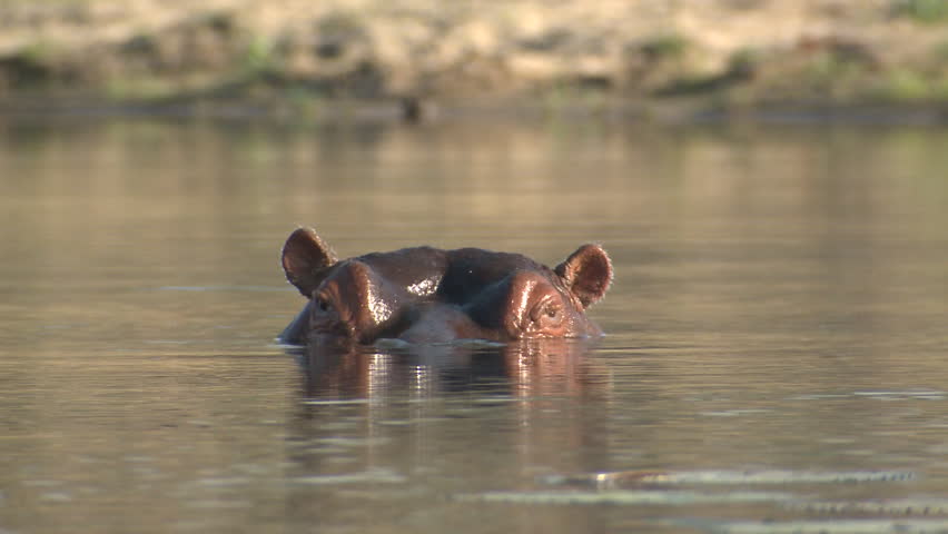 Hippopotamus Male Adult Lone Submerging Going Under Diving Surfacing Dry Season Eyes Face Head in South Africa | Shutterstock HD Video #1011489107