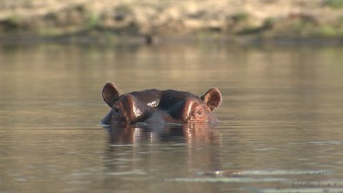 Hippopotamus Male Adult Lone Submerging Going Under Diving Surfacing Dry Season Eyes Face Head in South Africa