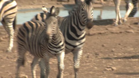 Burchell's Zebra Adult Herd Several Walking Dry Season Bare Ground in South Africa