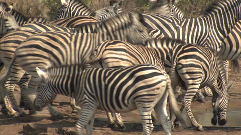 Burchell's Zebra Adult Young Herd Drinking Water Dry Season Nervous Anxious Excited in South Africa