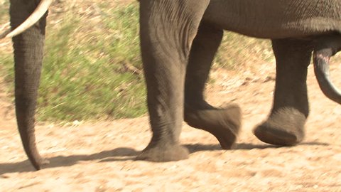 African Elephant Bull Male Adult Lone Walking Dry Season Feet Legs Penis in South Africa