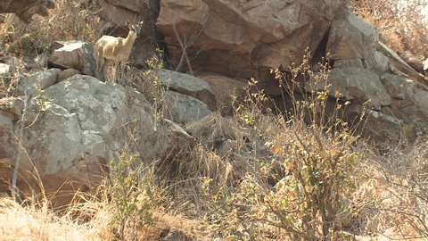 Klipin Springer Buck Doe Adult Pair Standing Looking Around Dry Season in South Africa