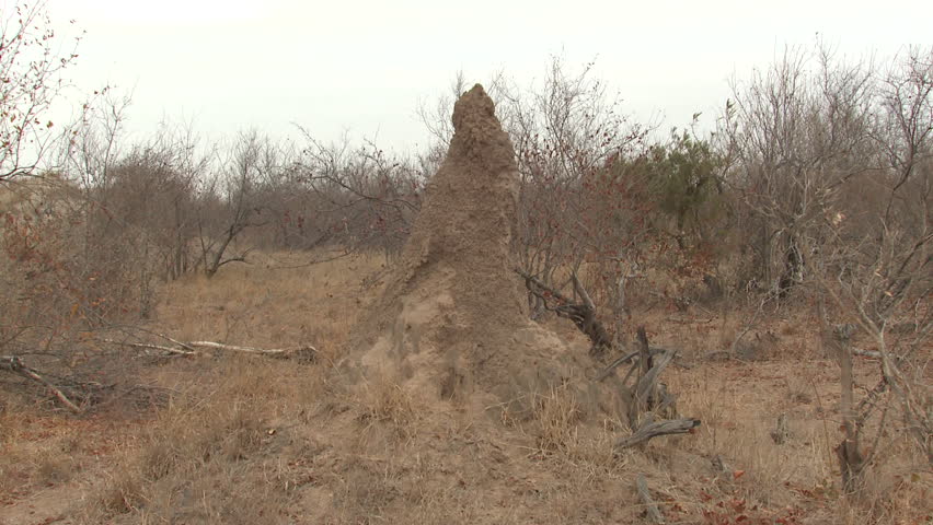 Termite Dry Season Colony Mound Insect Home in South Africa
