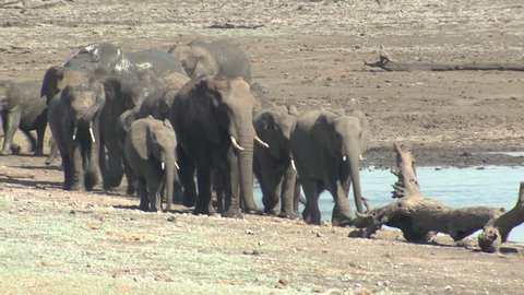 African Elephant Adult Young Calf Herd Walking Dry Season Shoreline in South Africa