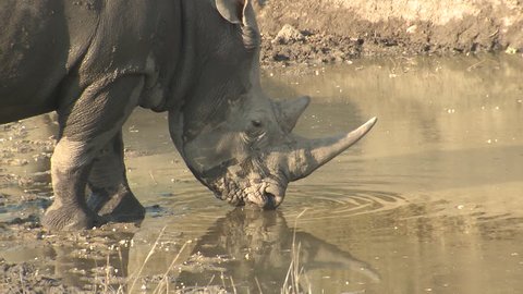 White Rhinoceros Bull Male Adult Pair Drinking Water Dry Season in South Africa