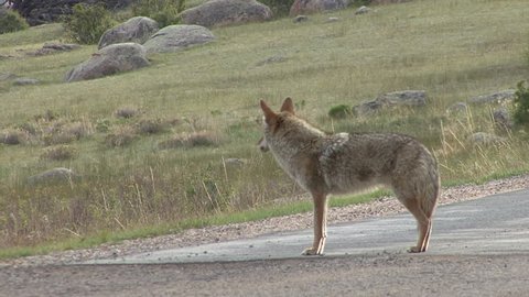 Coyote Adult Lone Calling Howling Barking Singing in Spring in Colorado