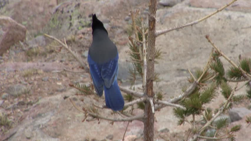 Stellers Jay Adult Lone Perched in Spring in Colorado